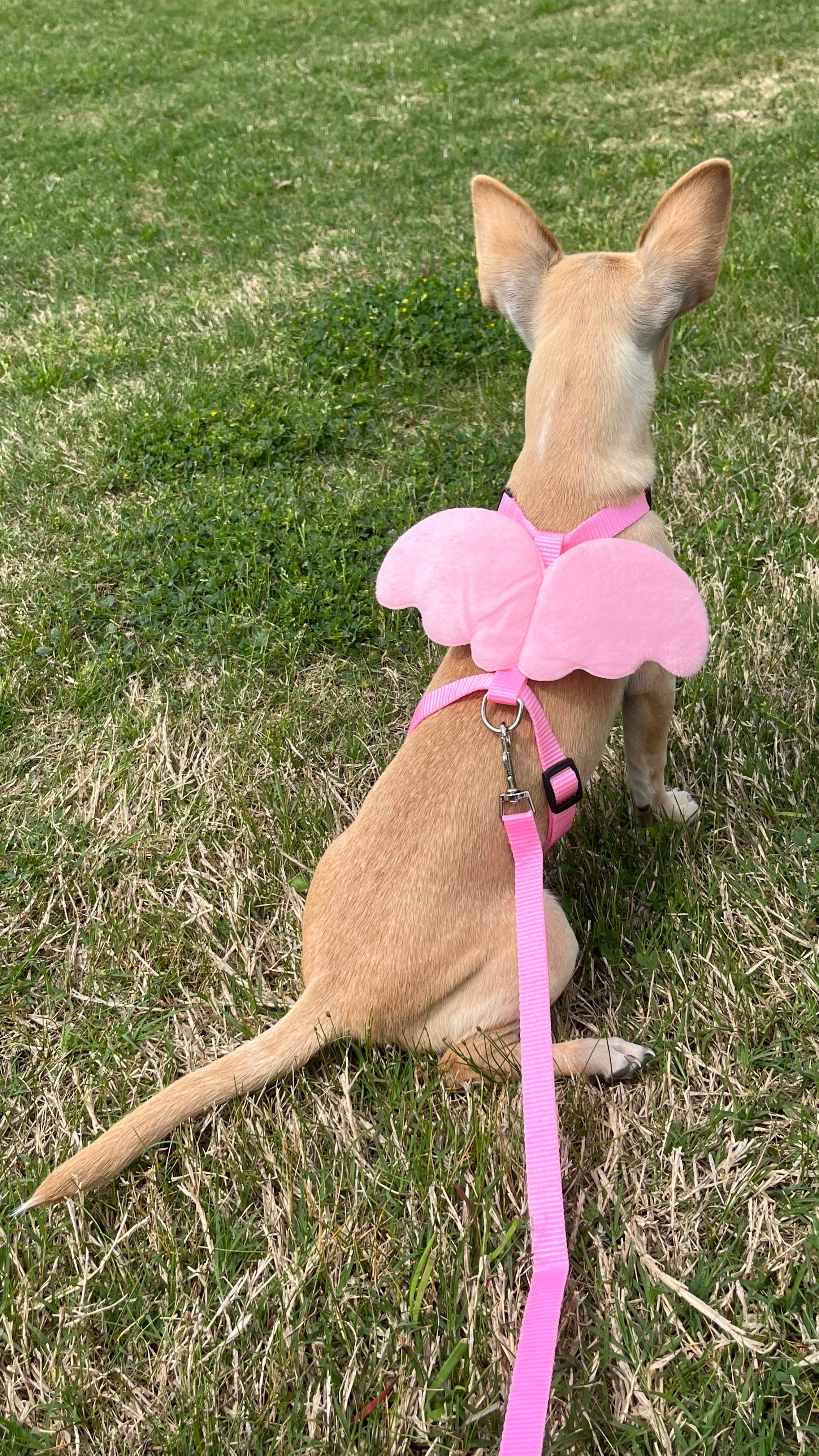 Angel wing hot sale dog harness